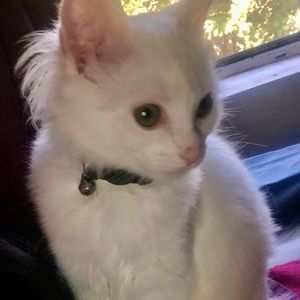 Meet your Posher, Keo